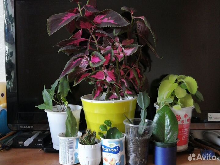 Комнатные цветы