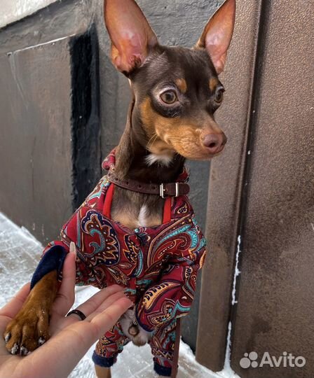 Собака для вязки