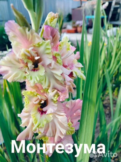 Сортовые гладиолусы. Детки ч.1