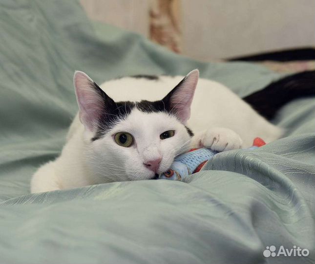 Котик Басик