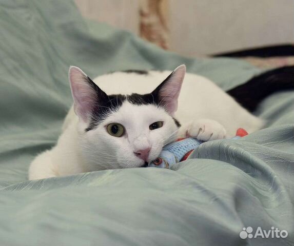 Котик Басик