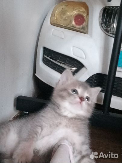 Шотландские котята