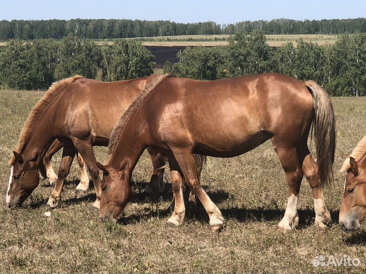 Кобылы Советские Тяжеловозы на племя