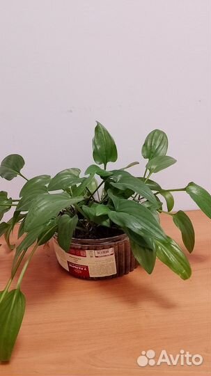 Дримиопсис