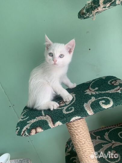 Отдам в добрые руки