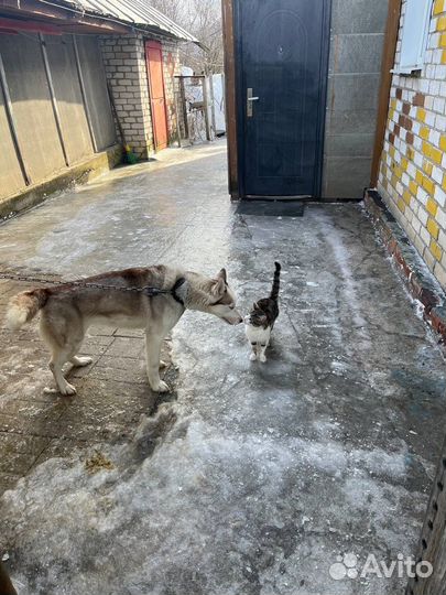 Отдам в добрые руки красивую породистую собаку