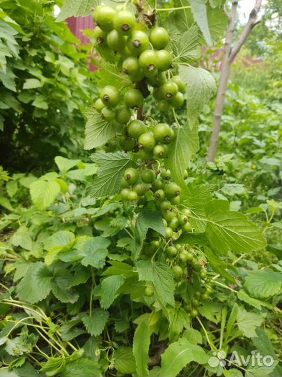 Саженцы черной смородины