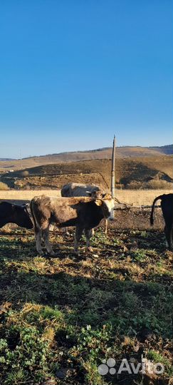 Бычки подсосные