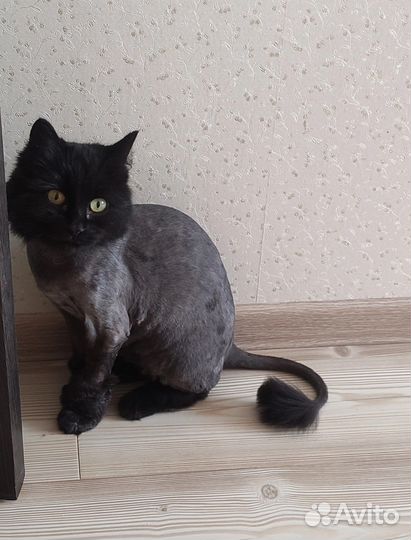 Кошечка Алиса в добрые руки