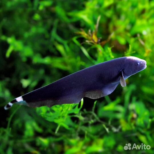 Рыба черный нож