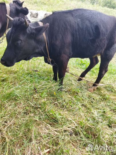 Годовалые тёлочки