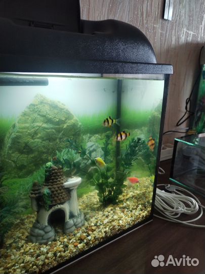 Аквариум 25л с рыбками и всем содержимым