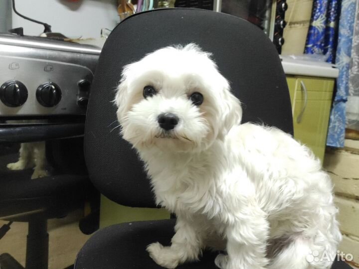 Мальтийская болонка вязка