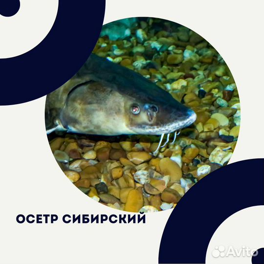 Рыба х/к свежая