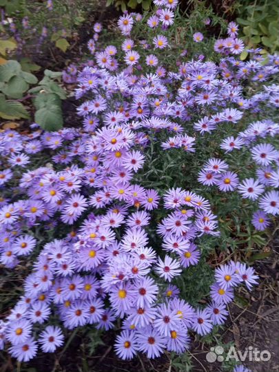 Сентябринки