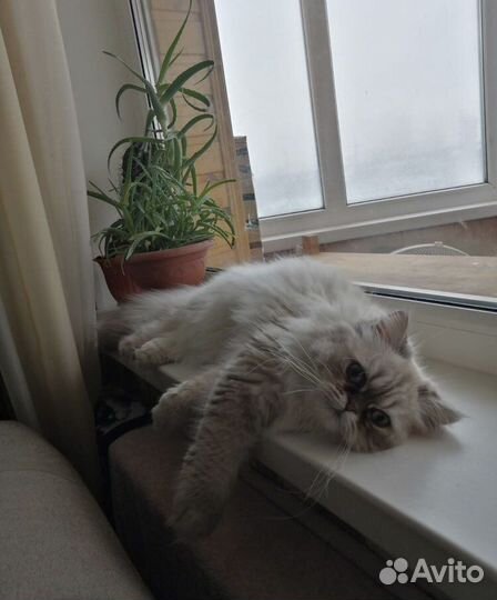 Британская кошка вязка
