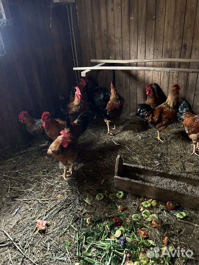 Петухи чистопородистые