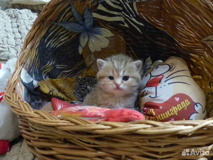 Британская короткошерстная кошка