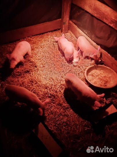 Поросята ландрас