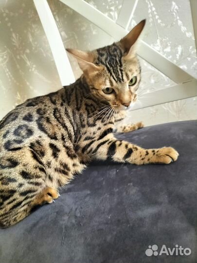 Бенгальская кошка
