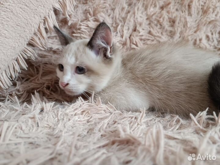 Сиамские котята