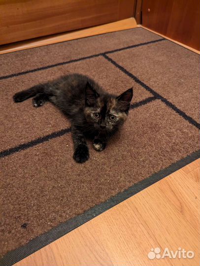 Отдам котят в хорошие руки