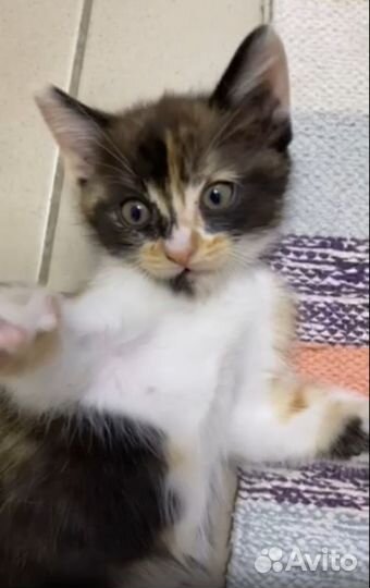 Кошечка на счастье