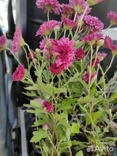 Букет хризантем в горшочке на подарок