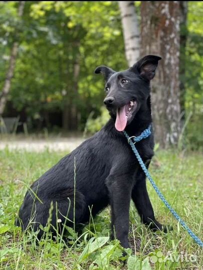 Щенок метис овчарки