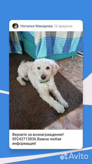 Потерялся пудель