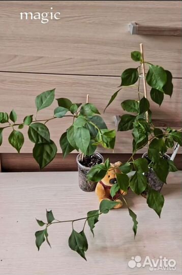 Бугенвиллии,граптофиллум