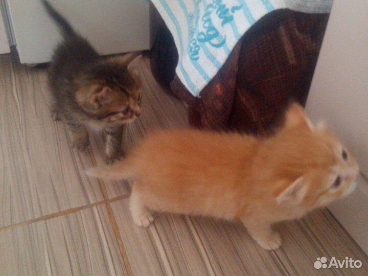 Кошка в дар бесплатно