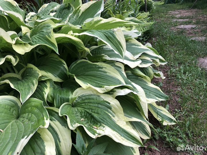 Хосты 3 сорта