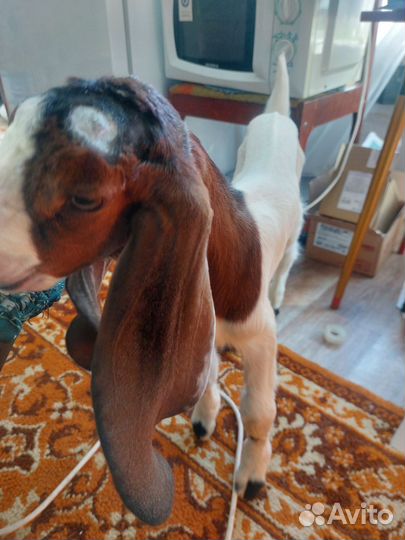 С/х животные