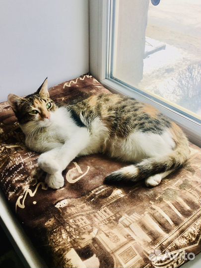 Милашка Кнопа