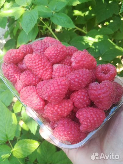 Малина ягоды свежая, крупная, вкуснющая, местная