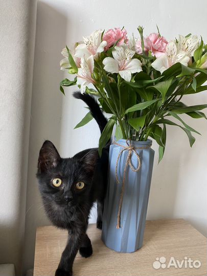Котята-мальчики 3 месяца