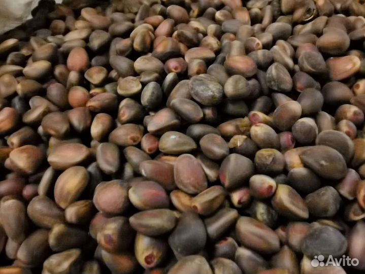 Кедровый орех 2023