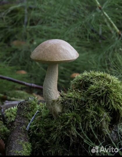 Грибы белые, красноголовикие, подберезовики