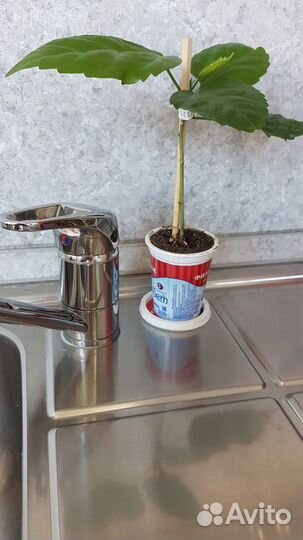 Гибискус китайская роза