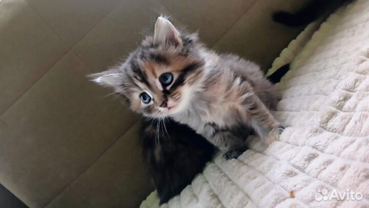 Кошка в дар