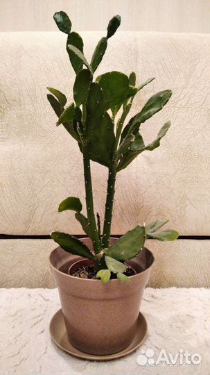 Чудо-кактус