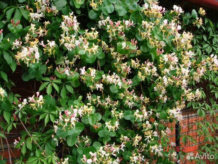 Многолетники