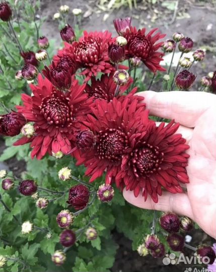 Хризантемы мультифлора хризантемы корейские