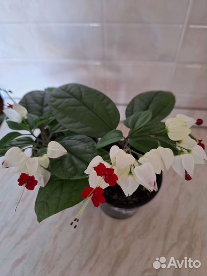 Клеродендрум черенки