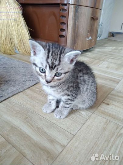 Кошка в дар бесплатно