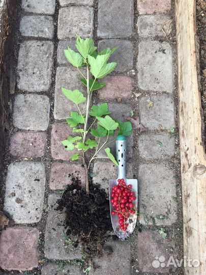 Плодовые кусты- Пос. Дорожный