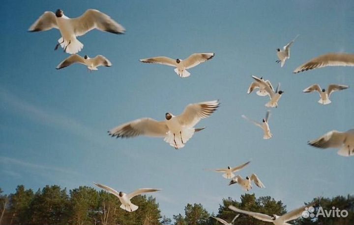 Пленочный фотоаппарат Samsung Fino 20 DLX