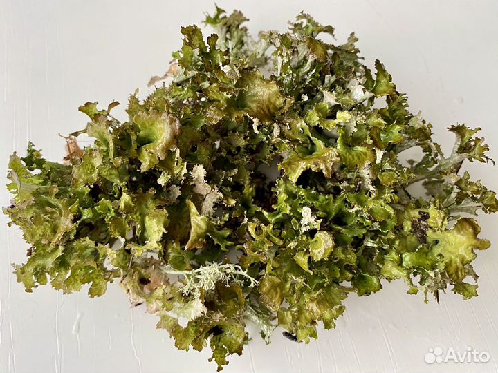 Если часто болеет ребенок. Цетрария