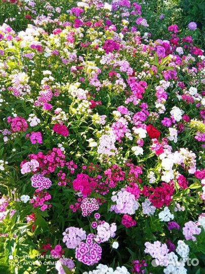 Гвоздика турецкая, Флокс майский, Вербейник